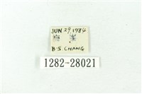 赭新污燈蛾藏品圖，第3張