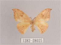 枯葉紋鉤蛾藏品圖，第1張