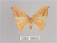 枯葉紋鉤蛾藏品圖，第2張