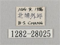 枯葉紋鉤蛾藏品圖，第3張