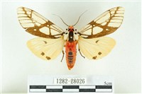 乳白斑燈蛾藏品圖，第1張