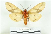 乳白斑燈蛾藏品圖，第2張