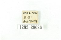 乳白斑燈蛾藏品圖，第3張