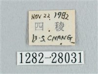 接骨木帶鉤蛾藏品圖，第3張