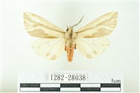 赭新污燈蛾藏品圖，第1張