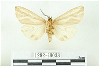 赭新污燈蛾藏品圖，第2張