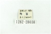 赭新污燈蛾藏品圖，第3張