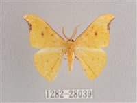 彎黑黃鉤蛾藏品圖，第1張