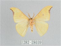 彎黑黃鉤蛾藏品圖，第2張