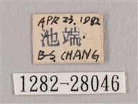 鉛斑帶鉤蛾藏品圖，第3張