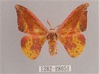 鉛斑帶鉤蛾藏品圖，第1張