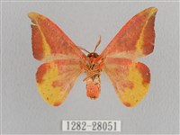 鉛斑帶鉤蛾藏品圖，第2張