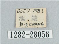 接骨木帶鉤蛾藏品圖，第3張