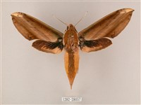 綠背斜紋天蛾藏品圖，第1張