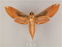 綠背斜紋天蛾藏品圖，第2張