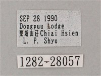 綠背斜紋天蛾藏品圖，第3張