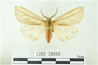 赭新污燈蛾藏品圖，第1張