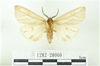 赭新污燈蛾藏品圖，第2張