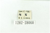 赭新污燈蛾藏品圖，第3張