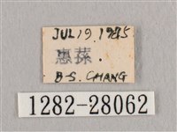 接骨木帶鉤蛾藏品圖，第3張