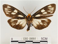 巨網燈蛾藏品圖，第1張