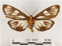 巨網燈蛾藏品圖，第2張