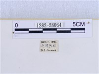 巨網燈蛾藏品圖，第3張