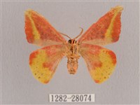 鉛斑帶鉤蛾藏品圖，第2張