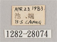 鉛斑帶鉤蛾藏品圖，第3張