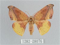 接骨木帶鉤蛾藏品圖，第1張