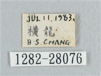 接骨木帶鉤蛾藏品圖，第3張