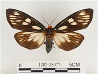 巨網燈蛾藏品圖，第1張