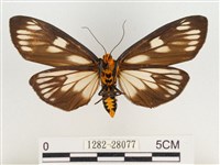 巨網燈蛾藏品圖，第2張