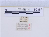 巨網燈蛾藏品圖，第3張