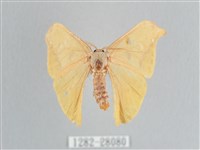黃鉤蛾藏品圖，第1張