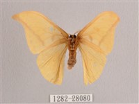 黃鉤蛾藏品圖，第2張