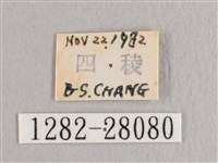 黃鉤蛾藏品圖，第3張