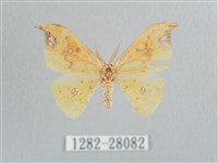 銀斑黃鉤蛾藏品圖，第1張