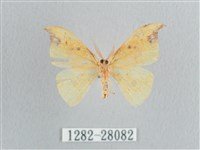 銀斑黃鉤蛾藏品圖，第2張