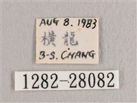 銀斑黃鉤蛾藏品圖，第3張