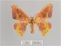 鉛斑帶鉤蛾藏品圖，第1張