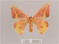 鉛斑帶鉤蛾藏品圖，第2張