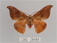 銀端帶鉤蛾藏品圖，第1張