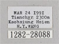 銀端帶鉤蛾藏品圖，第3張