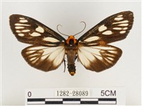 巨網燈蛾藏品圖，第1張