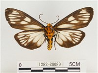 巨網燈蛾藏品圖，第2張