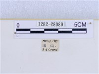 巨網燈蛾藏品圖，第3張