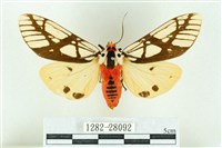 乳白斑燈蛾藏品圖，第1張