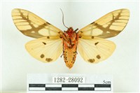 乳白斑燈蛾藏品圖，第2張