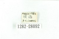 乳白斑燈蛾藏品圖，第3張